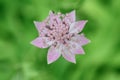 Largest masterwort Astrantia maxima pinkish-white flower